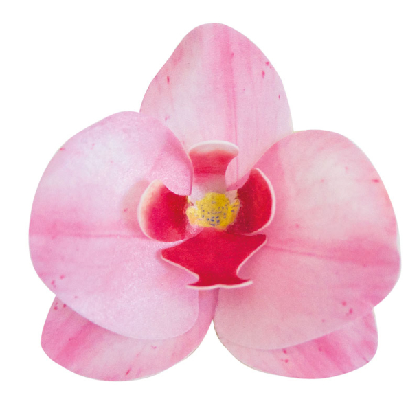 Vaffelblomst Orkide Pink - 10stk