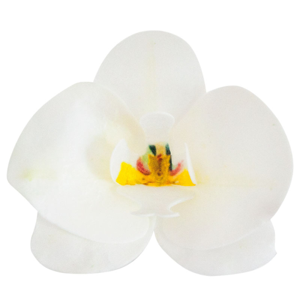 Vaffelblomst Orkide Hvid - 10stk