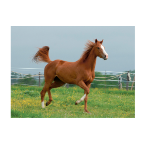 Luksus Sukkerprint Hest - A4